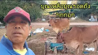 ออกหาปูนา...วัวปัาแต๋นถึงกกกอกแล้ว?