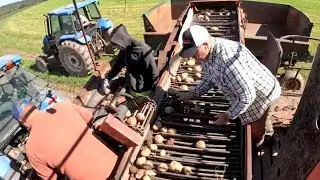 POTATO HARVEST IS FIGHTING BIG PROBLEMS