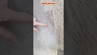 Horse Clipping Tips - What to Do if Your Blades Don't Work