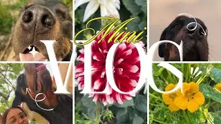 Mini vlog 🪴🐾 #tranding#ytshorts#vlog#viral#dog#garden#love#happiness#explore 