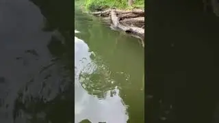 Largemouth bass release on a calm lake! #fishing #bass #lake #shorts #canoeing