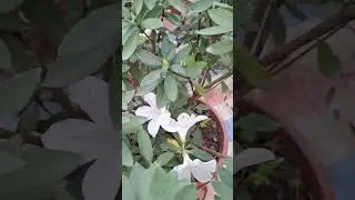 Chọn c&acirc;y hoa đỗ quy&ecirc;n ta hoa m&agrave;u đỏ gửi kh&aacute;ch H&agrave; Nội 0977973535