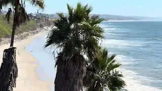 Coastal Bliss: Waves, Palms, and Sunshine