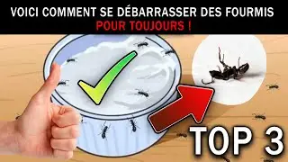 TOP 3 : Meilleur Pi&egrave;ge Anti-Fourmis Efficace 2023