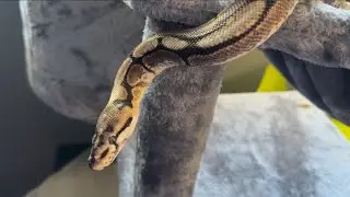 Curse of the Ball Python: The Spider Gene | Series Royal Python 101 Video 3
