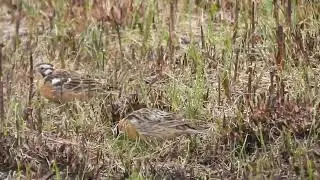 Smith's Longspurs at Killdeer Wetlands 6