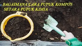 BAGAIMANA CARA PUPUK KOMPOS SETARA PUPUK KIMIA