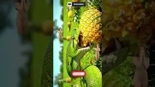 A python started chewing and eating a lot of pineapples grown in a field.#viralreels #instagood