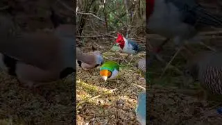 Finches and Softbills | Birds | Bird Aviary | Bird Sounds #birds #nature #animals #bird