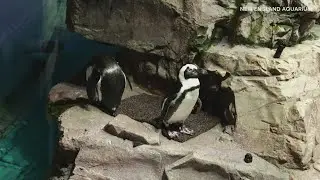New England Aquarium staff create senior-friendly island for aging penguins