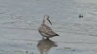 GREATER YELLOWLEGS