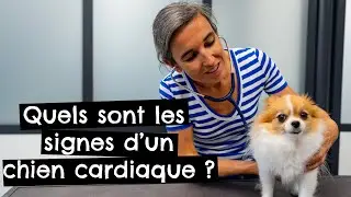 Quels sont les signes d'un chien cardiaque ? 🐶