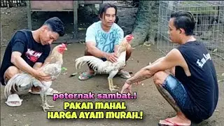 Beternak ayam saat ini.! Pakan mahal harga ayam murah