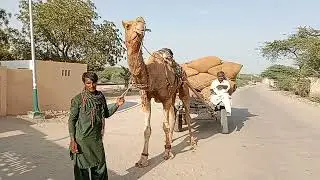 camel loaded cart | camel working time in desert field | beautiful camel taking havey wait | camel