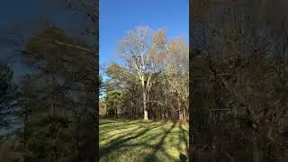 Helping Dad cut down this huge dead oak tree for firewood.