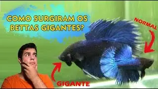 Como surgiram os primeiros Bettas GIGANTES.