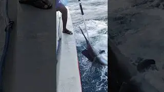 below 5 Maldives #fishing #speedboat #fishingboat #viral