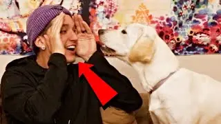 ЩЕНОК ИГРАЕТ В ПРЯТКИ!!