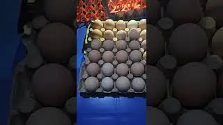 Fertilized chicken egg | Poultry farming #farming #chicken #farmer #farm #egg #poultry #kuku