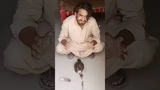 👉😱#HypnotizedChicken#MindTrick#AnimalHypnosis#ViralTrick#Chicke #ViralDesiContent
