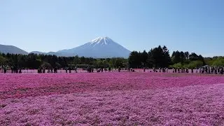 富士山も見える！　富士芝桜まつり2023★富士本栖湖リゾート（山梨県）｜旅行vlog　本栖湖芝桜編