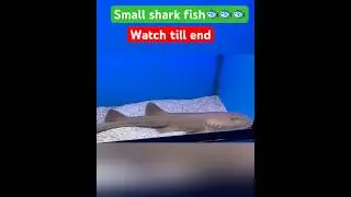 Small shark fish🐟🐟🐟inside water 💦✨#shorts #ashortaday #fish #subscribe🙏✨#like👍🕊️✅