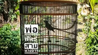 นกบินหลาดงหางยาว