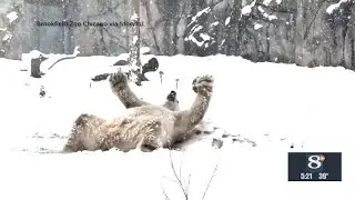 Animals have 