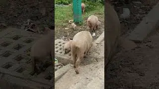 Three female pigs with their babies, #threepigs,  #pigstory , #piglife , #pigeating , #wildboar ,