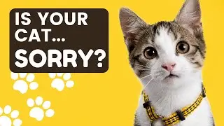 How Your Cat Will Apologize - You Need To Know The Signs!