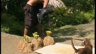 Philippines&mdash;Ifugao rice harvesting scenes