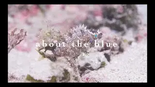 About the Blue - Sleeping rabbitfish