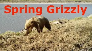 Spring Grizzly