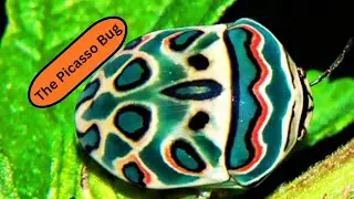 The Picasso Bug 🐛 