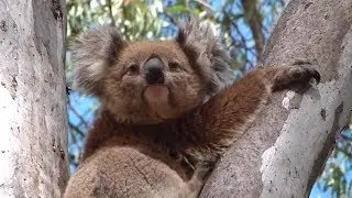 Cute Adorable Koala Bear in a gum tree in the wild.