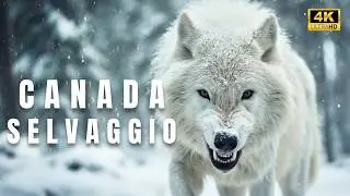 CANADA IMPLACABILE &ndash; I climi estremi forgiano animali straordinari