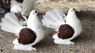 World Unique Amazing Pigeons | Fancy Pigeon Farm - Exotic Fancy Pigeon Breeds.