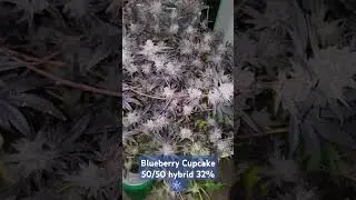 32% Blueberry Cupcake Hybrid strain#weed #hydroponics #topshelf