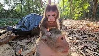 baby monkey weaning tantrums