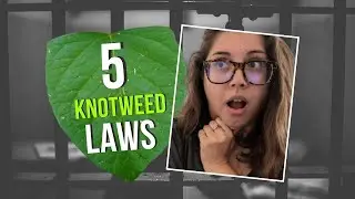 5 Japanese knotweed LAWS in the UK | Your LEGAL responsibility