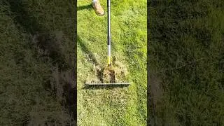 Raking Dead Grass or Thatch from a Green Lawn with a Rake