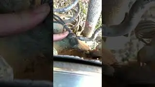 MK4 auto trans jetta rear ABS sensor replacement #vwparts #jetta #mechanic #car