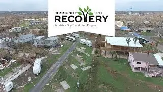 Hurricane Tree Recovery