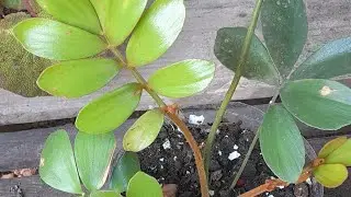 #PLANTAS BEM SEMELHANTES ZAMIA  +ZAMIOCUCA 