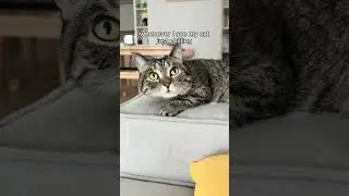 Any cat owner can totally relate😍 #shorts #cat #funny