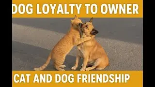 Heartbreaking Dog and Cat Rescue Story | Loyal Dog Waits for Owner for Months | Animal Friendship