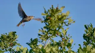 A tree pipit (Anthus trivialis) courtship display flight and song
