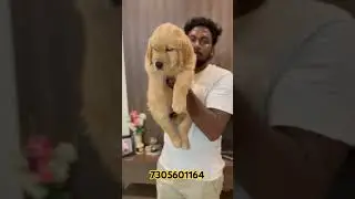 #Jumbo size golden retriever puppies available in chennai at best price ❤️🤩😍🤩😫😍😫
