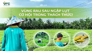 Post-flood vegetable farming areas - Opportunities in challenges!