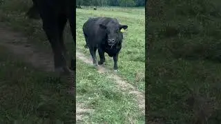 Angus bull comes around like a dog when I call him